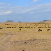  The Serengeti, TZ